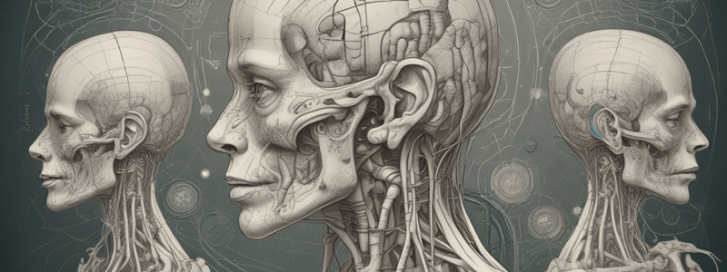 Cranial Nerves and Their Functions