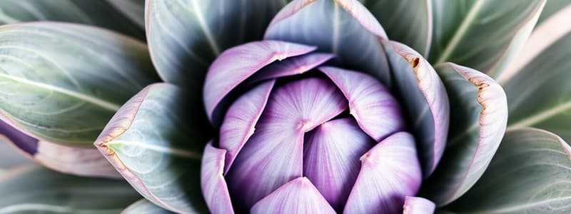 Artichoke Leaves and Their Uses