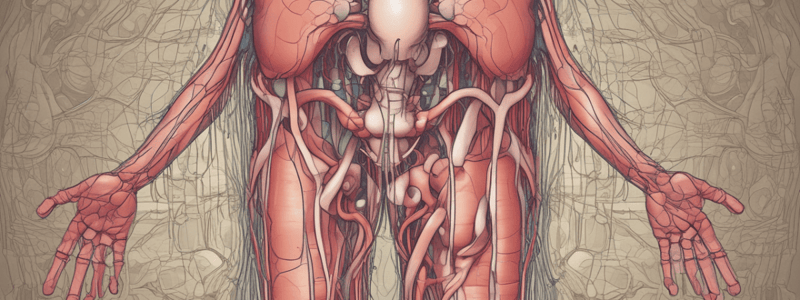 Anatomía de la vejiga urinaria