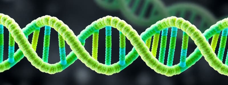 DNA Replication: Process and Rules