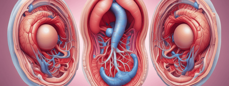 Embryonic Vascular Development Quiz