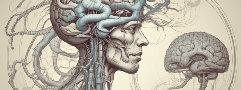 Central Nervous System (CNS) Overview