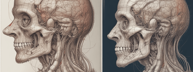 Development of Face and Palate