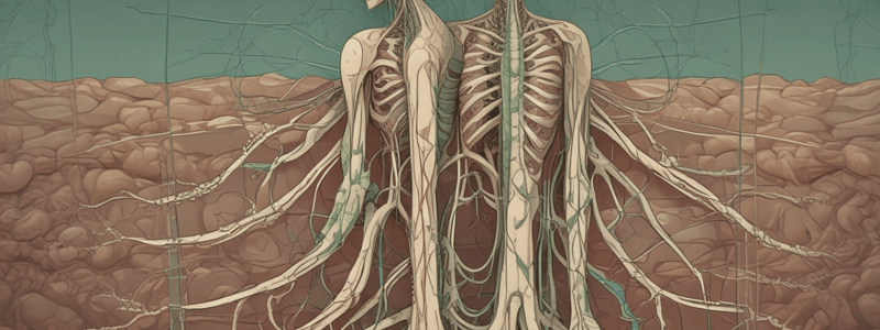 Lymphatic System and Venous Drainage