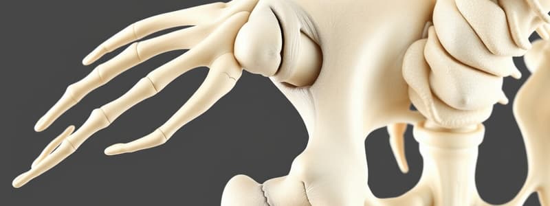 Bone Structure and Fracture Repair