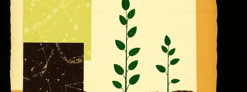 Photosynthesis Process Overview