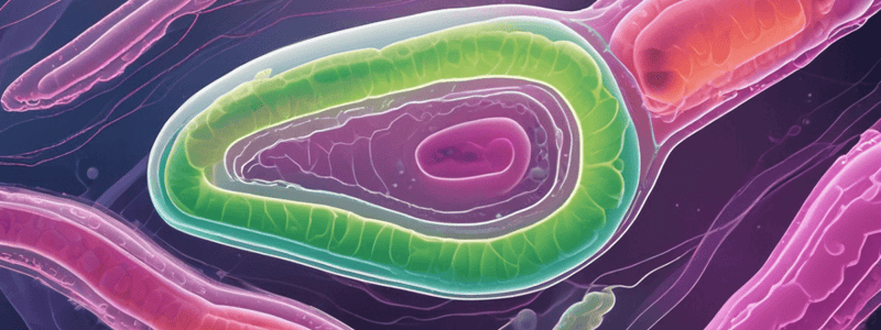 Escherichia coli et infections urinaires