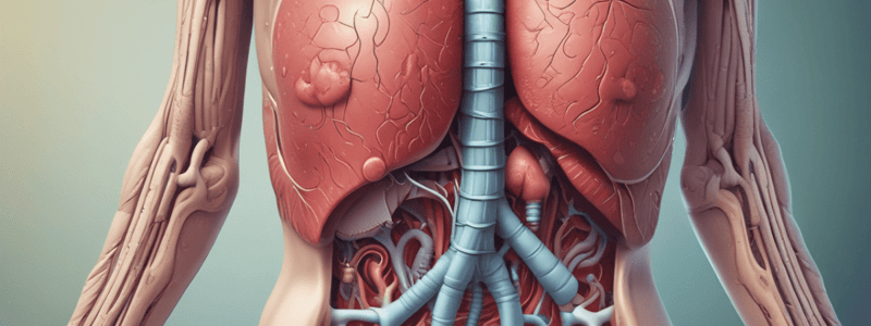 Anatomy of the Digestive System