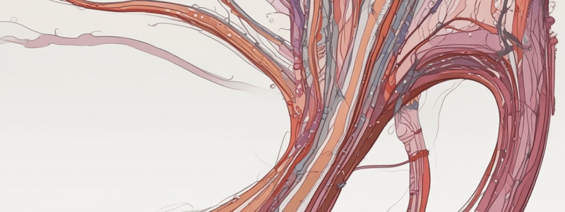 WK 2: Neuromuscular Junction & Skeletal Muscle