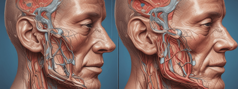 Parotid Gland and Facial Nerve Anatomy