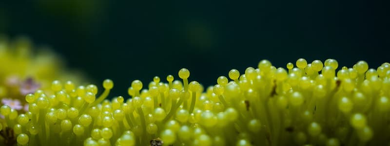 Algae and Microalgae Quiz