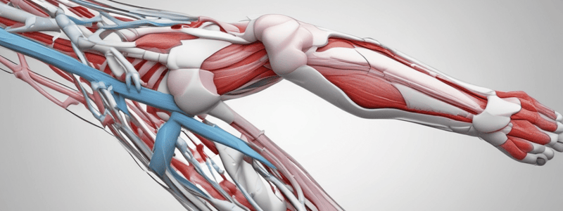 Causes of Brachial Plexus Injuries