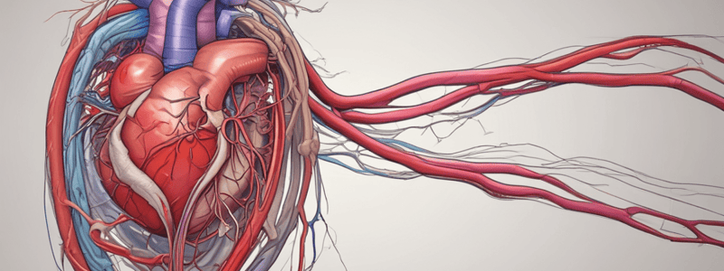 Coronary Vessels: Anatomy and Functions of the Heart's Blood Supply