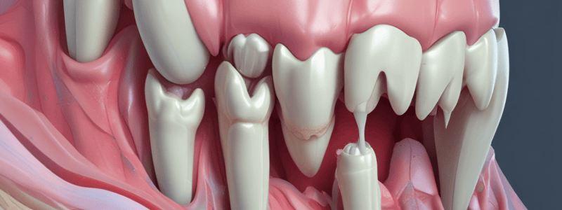 Tooth Dentin Formation Quiz