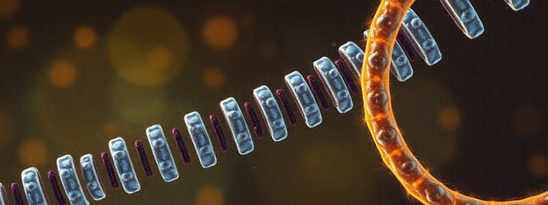 Eukaryotic Transcription Overview