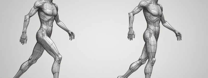 Gait Analysis: Foot Flat Phase