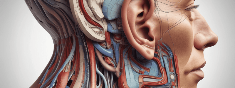 Ear Anatomy and Physiology