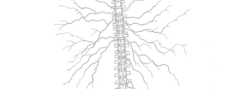 Rappresentazione Somatotopica nel Sistema Nervoso (Fisiologia 72)