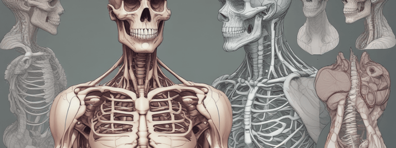 Human Anatomy Basics