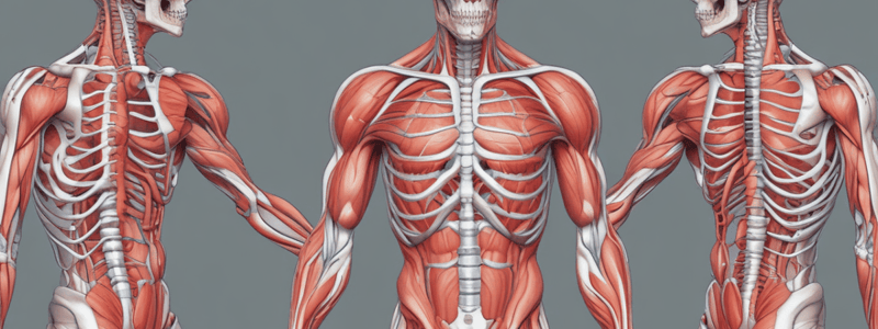 Muscle Physiology: Skeletal Muscle Lecture 3