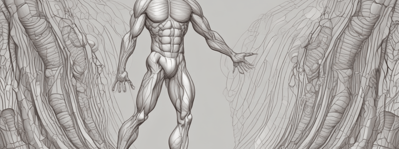 Kinetics of Muscle Contraction