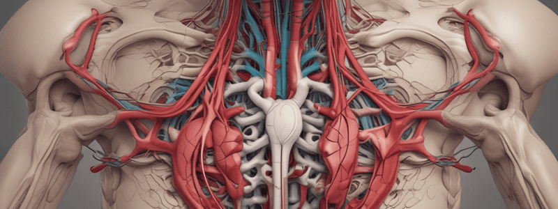 Anatomy LE 1: Upper Limb Blood Supply and Venous and Lymphatic Drainage