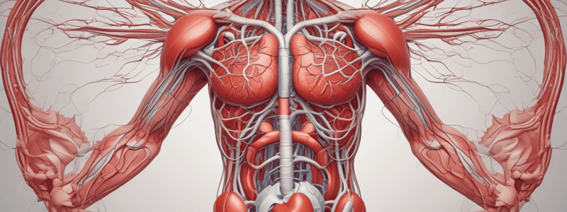 Cardiovascular System 2.2 - Circulation