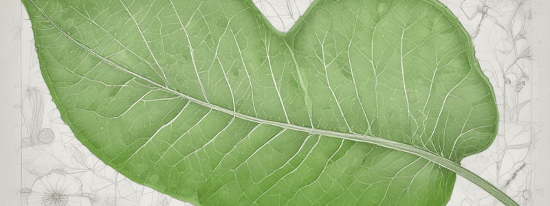 Leaf Structure and Function