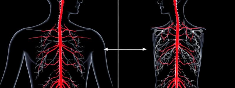 Autonomic Nervous System Overview