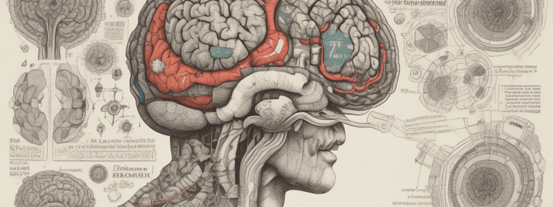 Brain Lobes and Functions Quiz