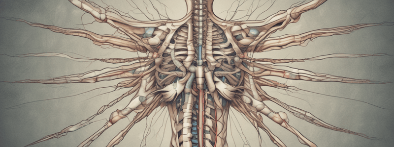 Lecture 4 - Spinal Cord A+P 2