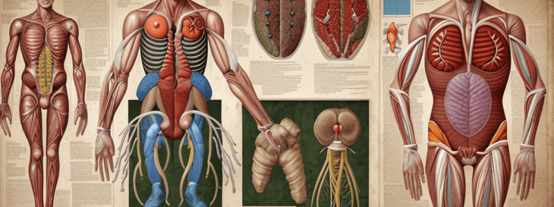 Urinary System Anatomy Terms Matching Exercise