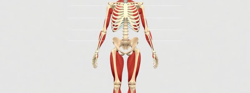 Skeletal System and Joints Quiz