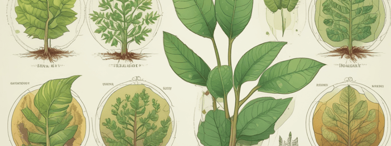 Photosynthesis Overview and Stages