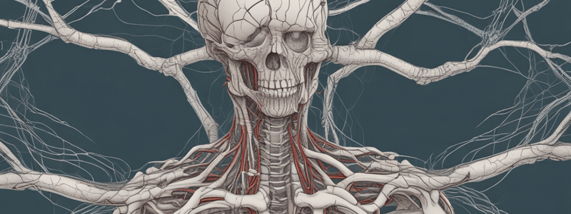 Nervous System Subdivisions and Functions