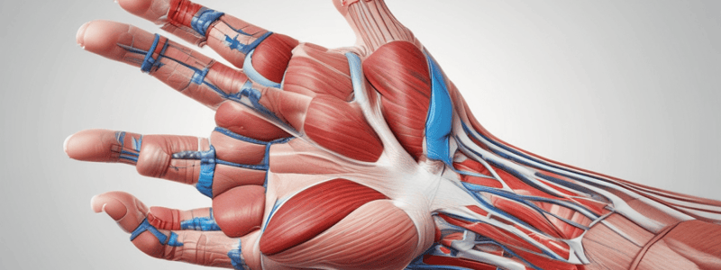 Anterior Aspect of the Forearm and Cubital Fossa Quiz