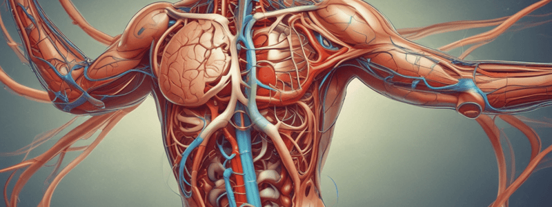 Human Excretory System