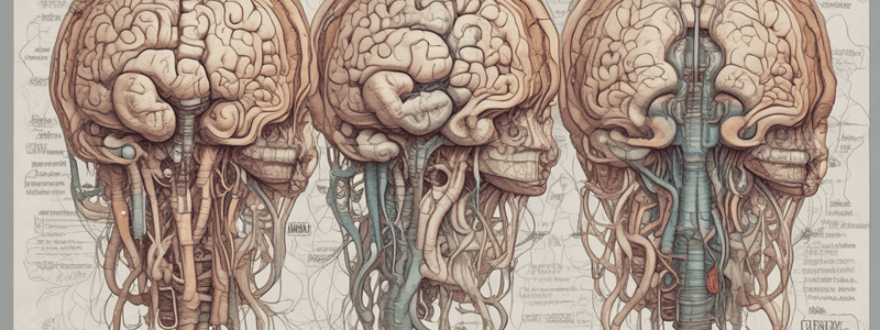 Anatomía del Tronco del Encéfalo