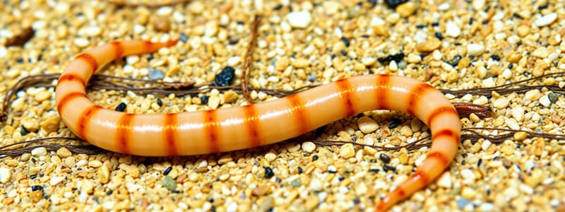 Annelida Phylum Overview