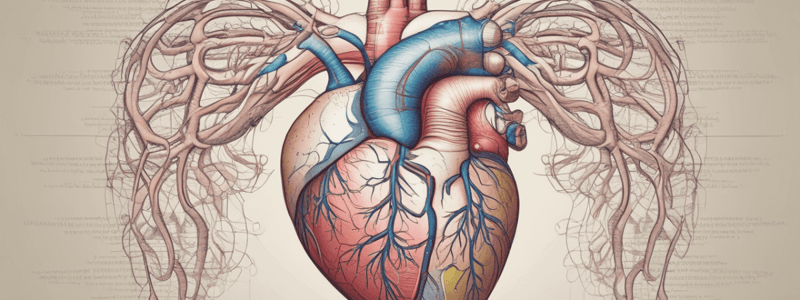 Blood Flow Through the Heart