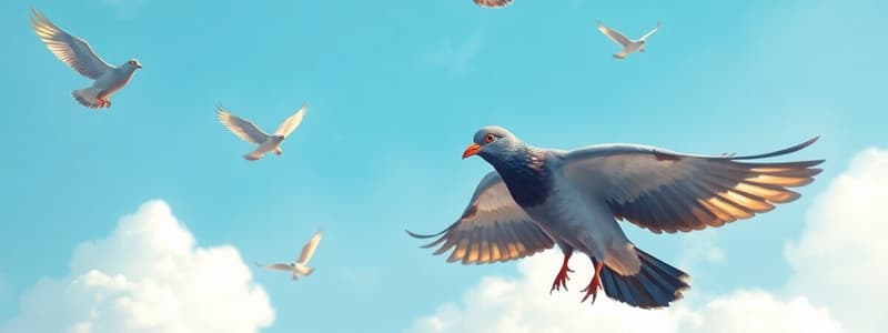 Pigeons Voyageurs et Leur Histoire