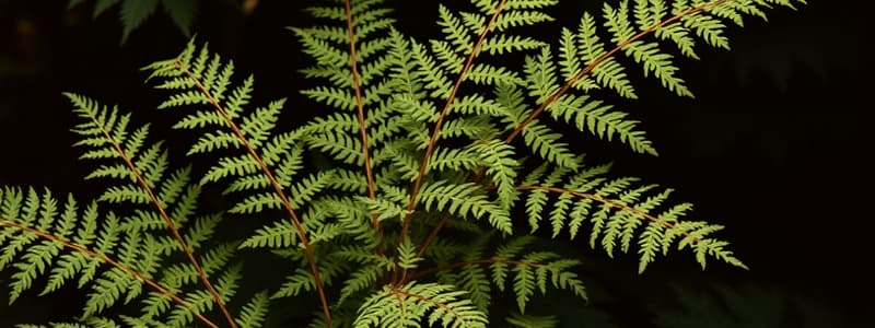 Herbal Remedies: Male Fern & Simple Phenols