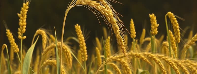 Triticale: Un Cereal Híbrido