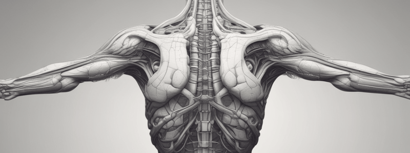 Anatomie de la Scapula