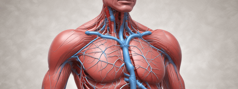 Anatomy of the Cardiovascular System