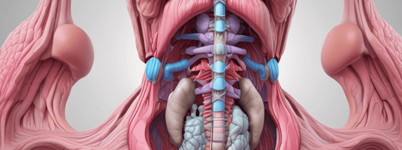 Anatomy of the Prostate Gland