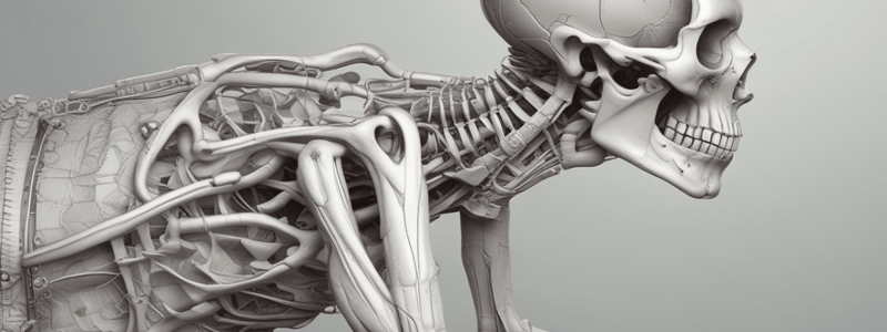 Lumbopelvic Biomechanics and Prone Set-Ups