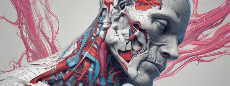 Human Body Anatomy: Head and Face Composition