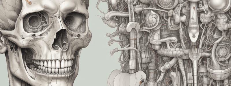 Anatomy of Teeth