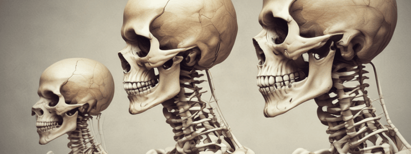 Anatomy of the Mandible Bone